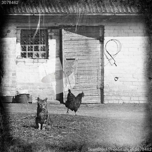 Image of white cat sitting near a barn