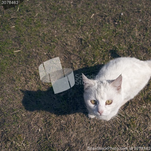 Image of Cat looking up to camera 