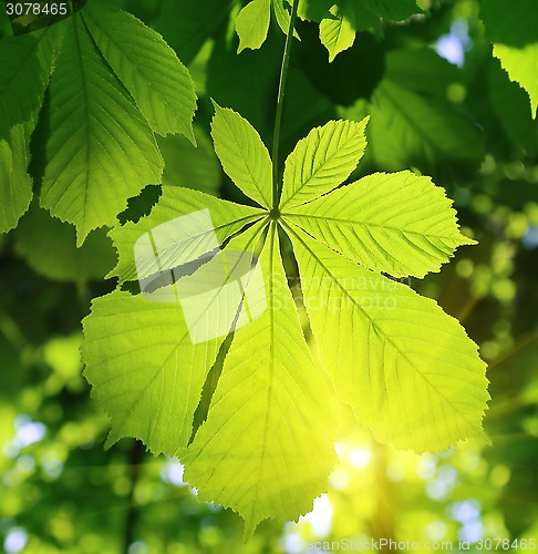 Image of Chestnut leaf