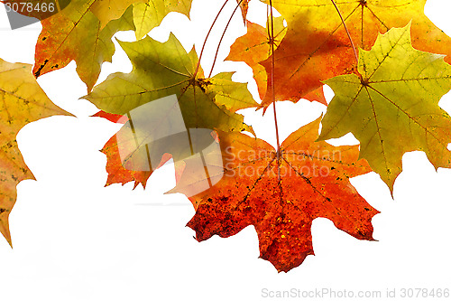 Image of Bright autumn foliage of maple