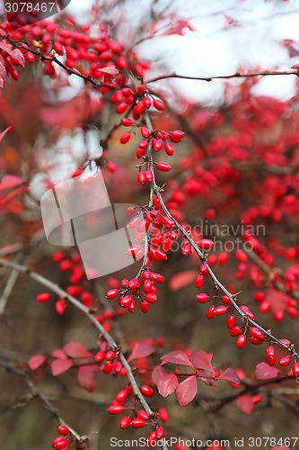 Image of Ripe berries of barberry