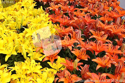 Image of Natural background with colorful lilies