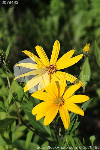 Image of Jerusalem artichoke flowers