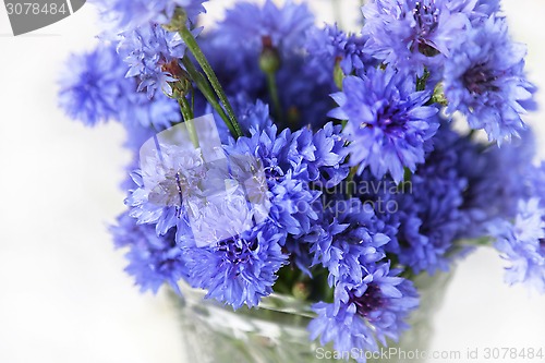 Image of Blue cornflowers