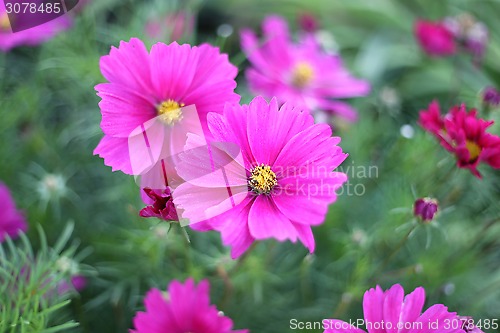 Image of Nature background with pink Cosmos flowers