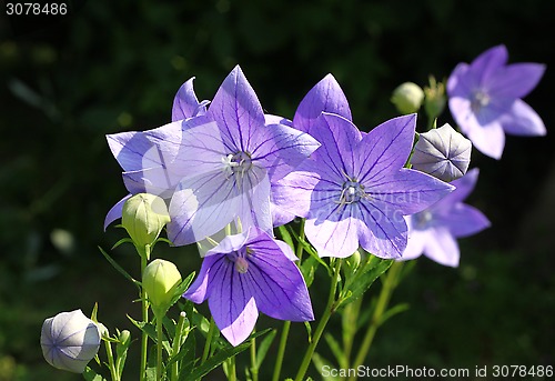 Image of Balloon flowers (Platycodon grandiflorus)