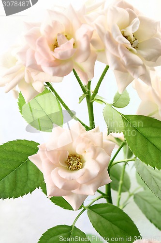 Image of Branch delicate roses