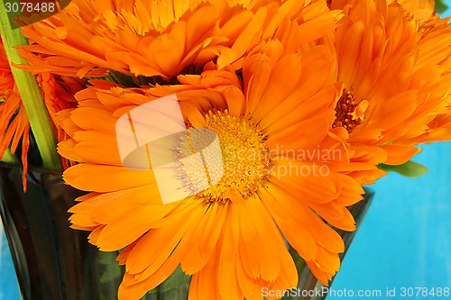 Image of Marigold flowers