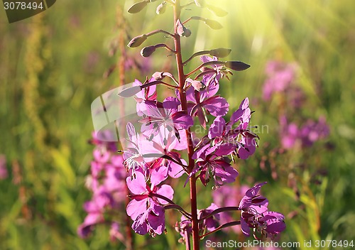 Image of Wild flower of Willow-herb in the sunlight