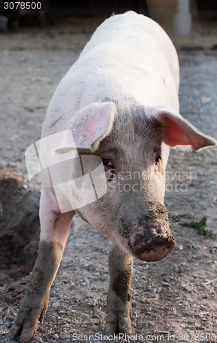 Image of funny pig