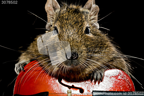 Image of degu rodent musician