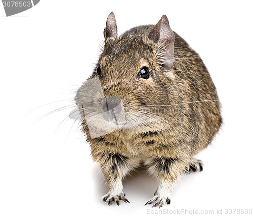 Image of degu rodent