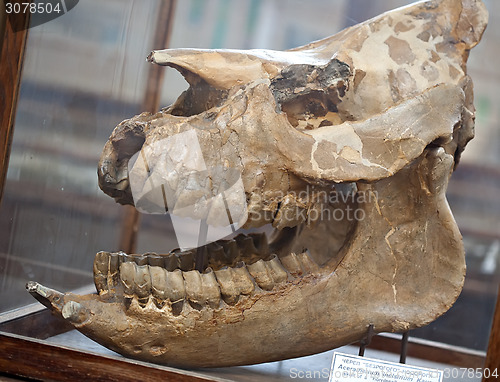 Image of fossil skull