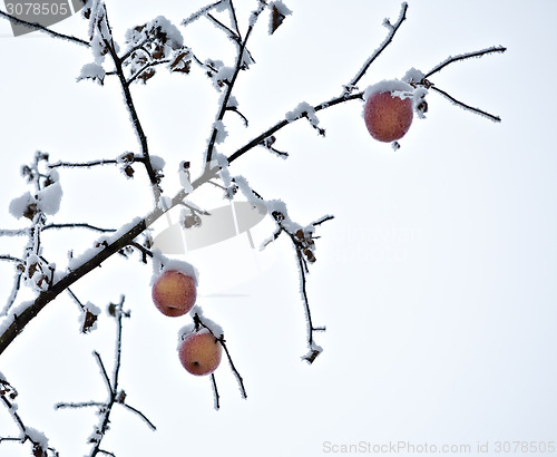 Image of apple tree branch of frozen garden