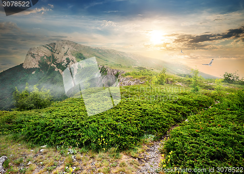 Image of Juniper in mountains