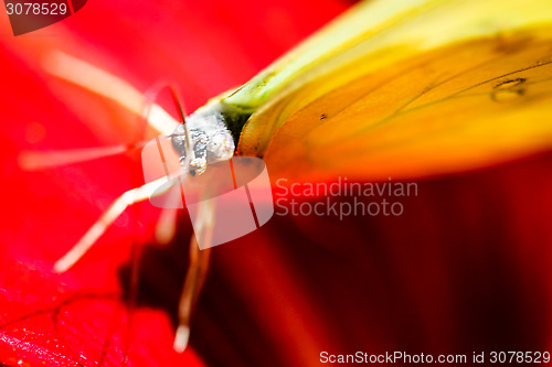 Image of Cloudless Sulphur Phoebis Sennae