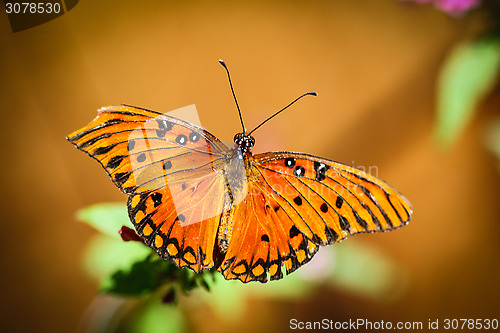 Image of Queen Danaus Gilippus