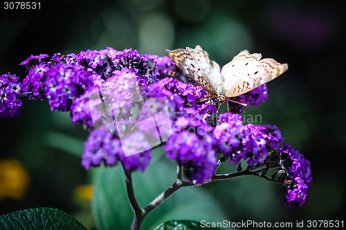 Image of White Peacock Anartia Jatrophae