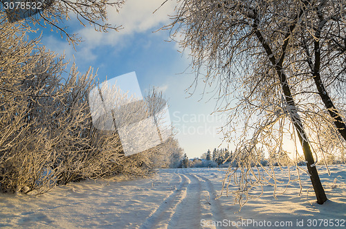 Image of trees covered with hoarfrost against the blue sky