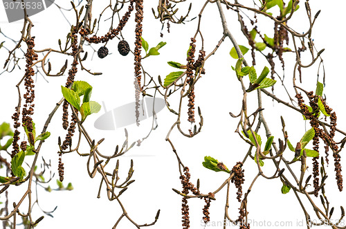 Image of Alder branches with buds and leaves isolated background. Spring 