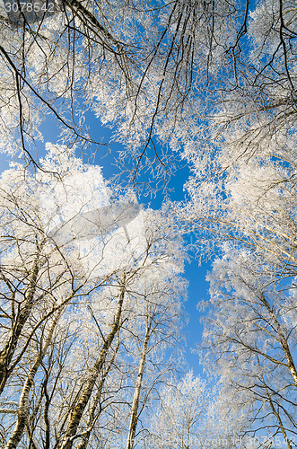 Image of The tops of trees covered with hoarfrost against the blue sky