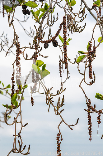 Image of Alder branches with buds and leaves on a sky background. Spring 