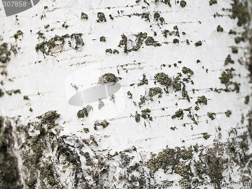 Image of Birch bark