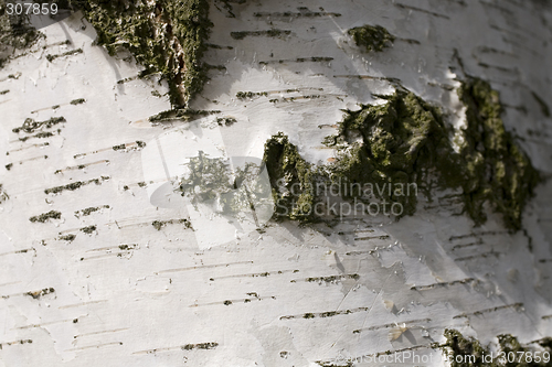 Image of Birch bark