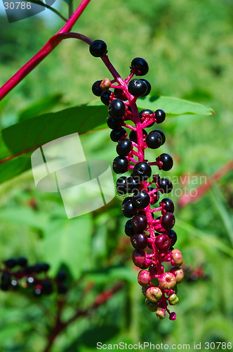 Image of Black Berries