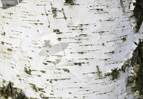 Image of Birch bark