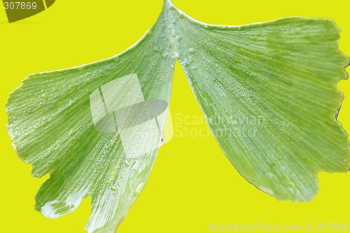 Image of nice ginkgo close up