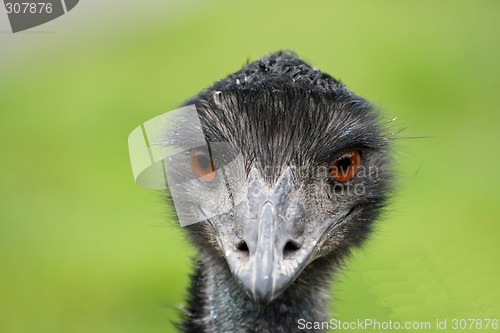 Image of nice emu close up