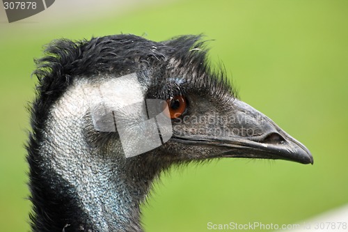 Image of nice emu close up