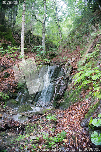 Image of Alpine forest nature