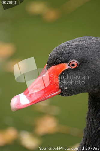 Image of swan close up