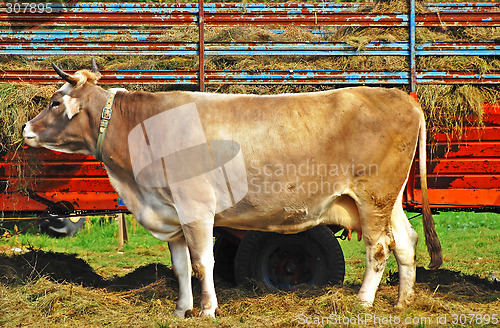 Image of Cow