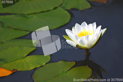 Image of Waterlily