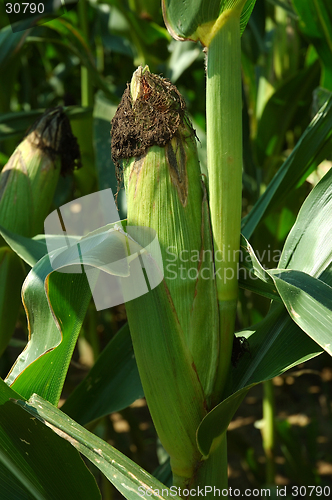 Image of Ear of Corn on the Stalk