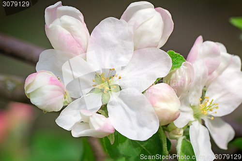 Image of Branch of flowering apple-tree on a background a green garden.