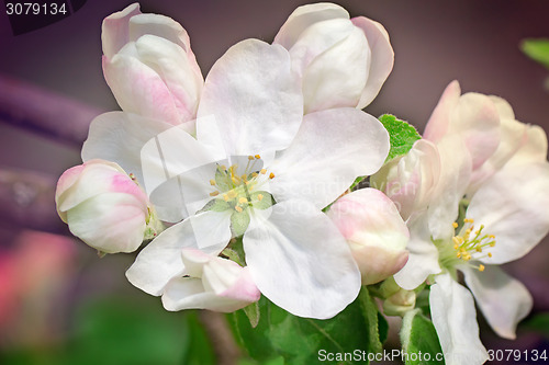 Image of Branch of flowering apple-tree on a background a green garden.