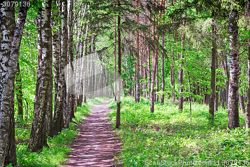 Image of Forest landscape in early summer.