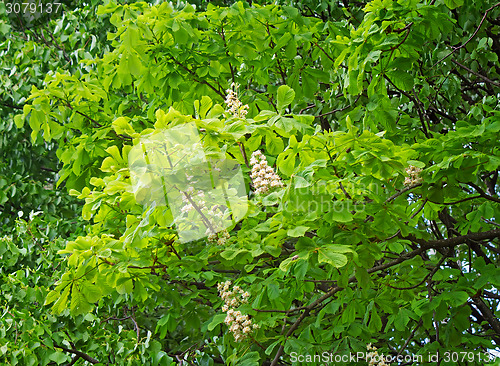 Image of Blossoming chestnut tree in the spring.