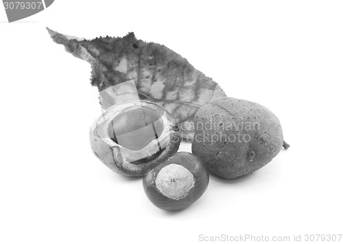 Image of Conkers and smooth seed cases with red horse chestnut leaf