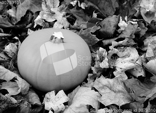 Image of Ripe pumpkin among dry autumn leaves