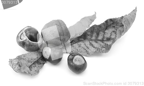 Image of Fall foliage from a red horse chestnut with conkers 