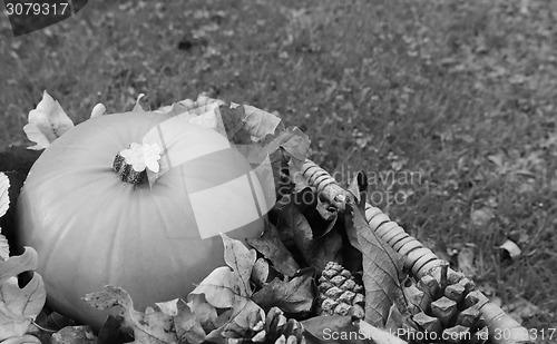 Image of Closeup of ripe pumpkin with autumn leaves and fir cones