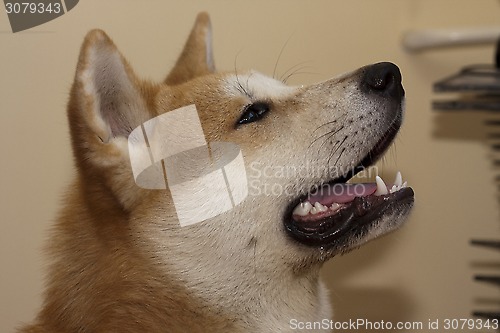 Image of Akita Inu