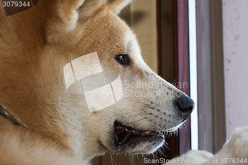 Image of Akita Inu