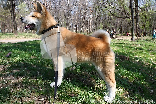 Image of Akita Inu