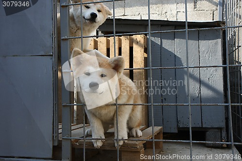 Image of Akita Inu